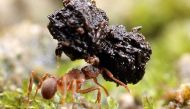 How ants walk backwards carrying a heavy load and still find home 