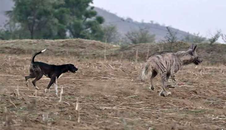 Dogs gone wild - dog wildlife conflict Dharmendra