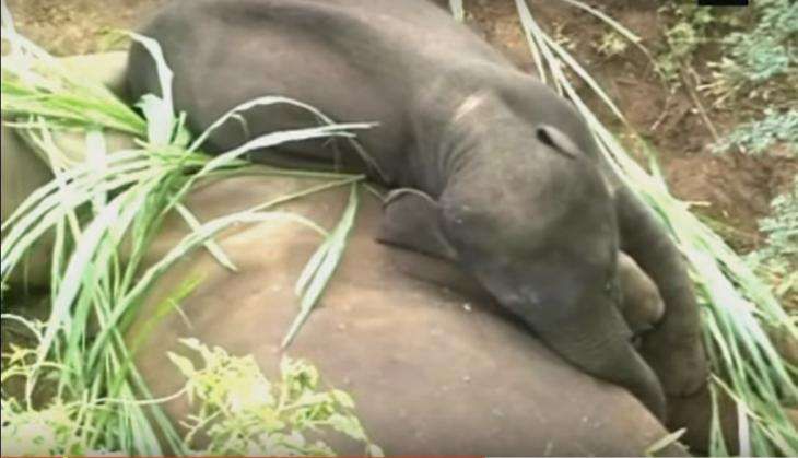 elephant tries to wake up its dead mother.jpg
