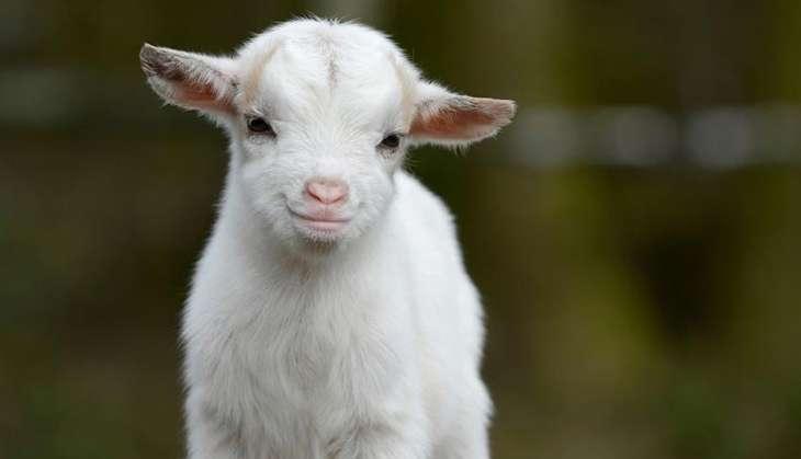 baby Goat