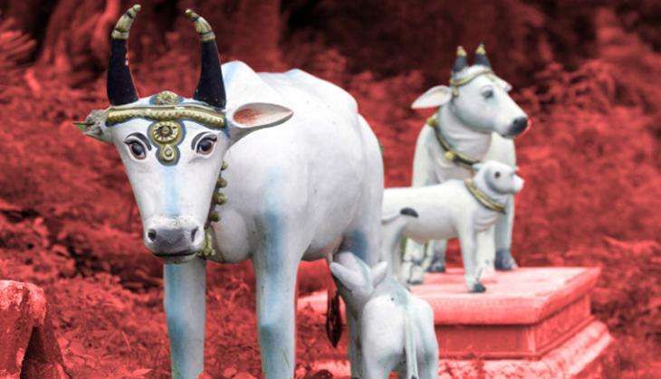 cow haryana