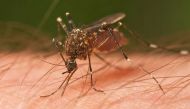 Mosquito bite research: could slapping on some cream help stop Zika? 