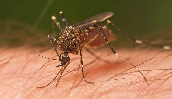 MOSQUITO-BITE_Mosquito_Tasmania