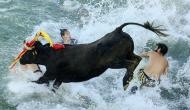 Bous a la Mar - A festival where bulls chase people into the sea 