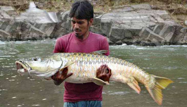 mahaseer-lead.jpg