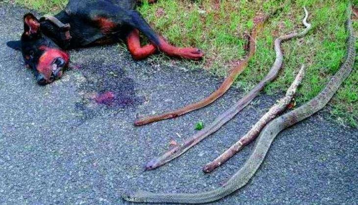 Snake & Dog