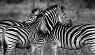 How Zebras use their stripes to stay cool