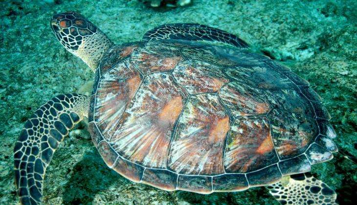 turtle shell.jpg
