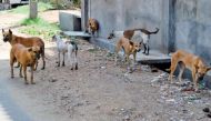 Over 30 stray dogs butchered and buried in Bengaluru 