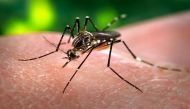 Delhi reports season's first case of dengue death 