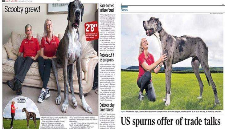 Major the dog Dane.jpg
