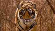 International Tiger Day: Ranthambore and its majestic cats 