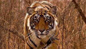 International Tiger Day: Ranthambore and its majestic cats 