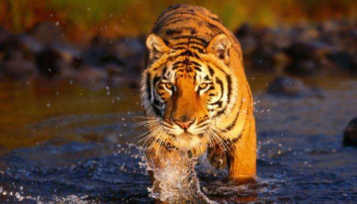 tiger-research-lead.jpg