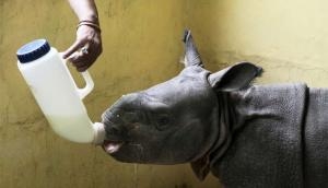 Well done: how a rhino calf was saved from flood-ravaged Kaziranga 