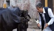This Pakistani journalist interviews cattle and can even translate what they are saying! 