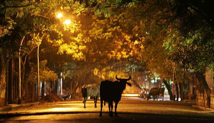 Cow slaughter ruling of Himachal HC