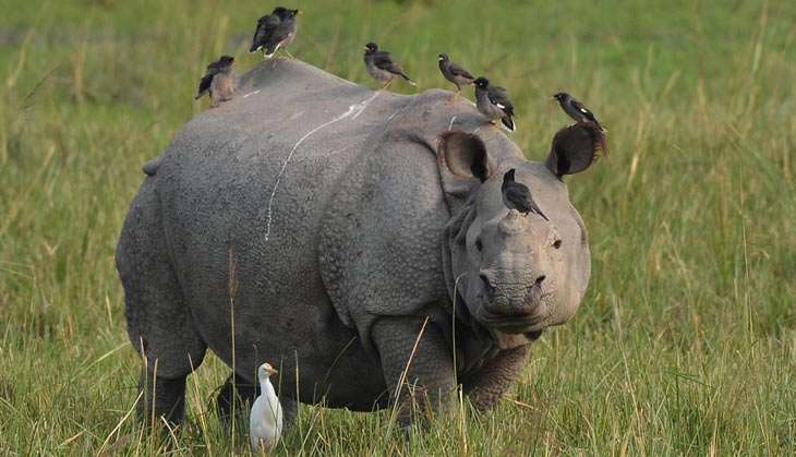 Tigers, rhinos may not live till the 22nd century if we don't act now: wildlife scientists 