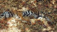 Royal Bengal tiger's carcass found in flood-hit Kaziranga National Park 