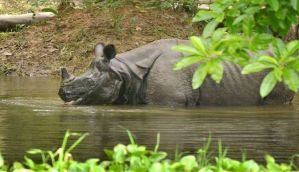  Rhino carcass with a missing horn found in flood-hit Kaziranga 