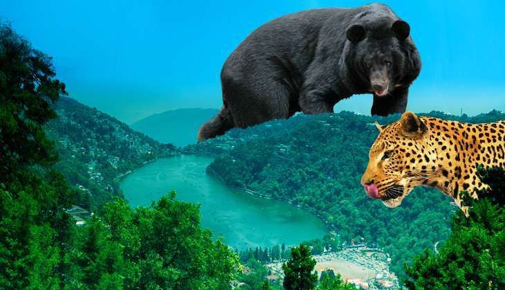 wild animal