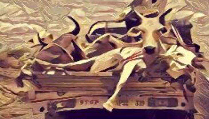 cow killing