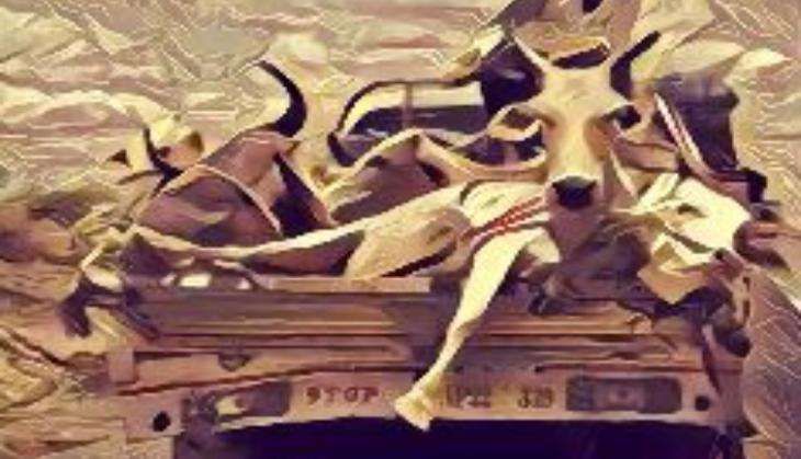 cow killing
