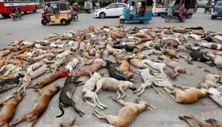 dogs.jpg