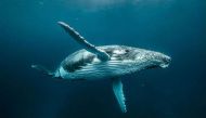 Humpback whales are oceanic superheroes who save other species from orcas 