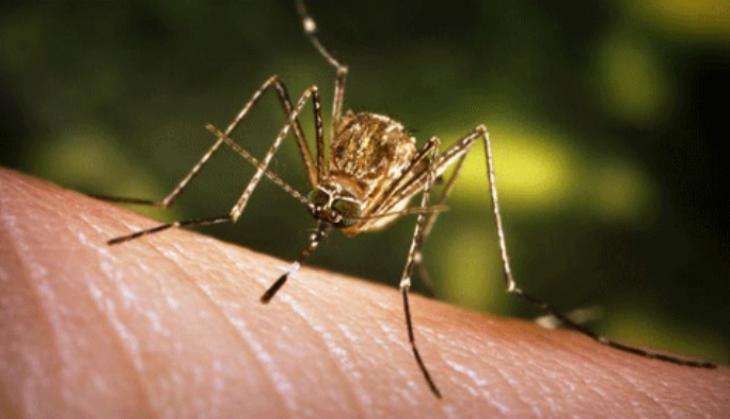 Japanese-Encephalitis.jpeg