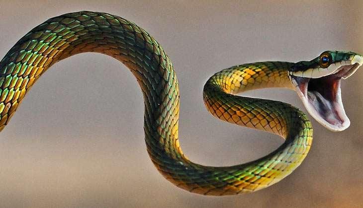 snake
