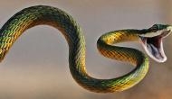 Four die of snakebites in Ballia