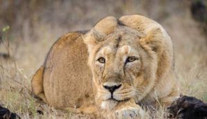 Whose lion is it anyway? 23 years into plan, not one Gir lion shifted to MP 