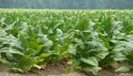 Agriculture scheme extended to encourage tobacco farmers to move to other crops 