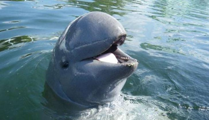 dolphin