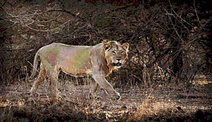 lion2