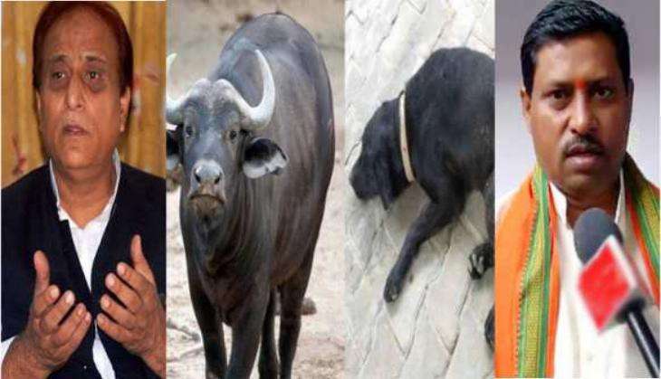 Ajam buffalo dog katheriya.jpeg