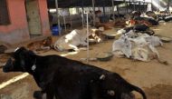 Got beef? Chhattisgarh has 56 'authorised cow-vigilantes' and thousands of fakes 