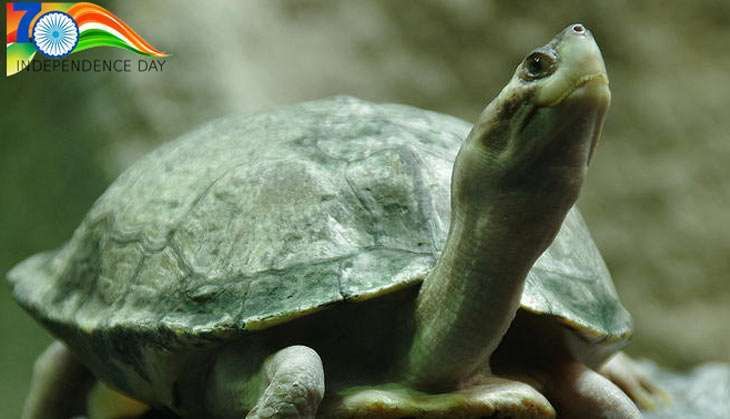 kachua1
