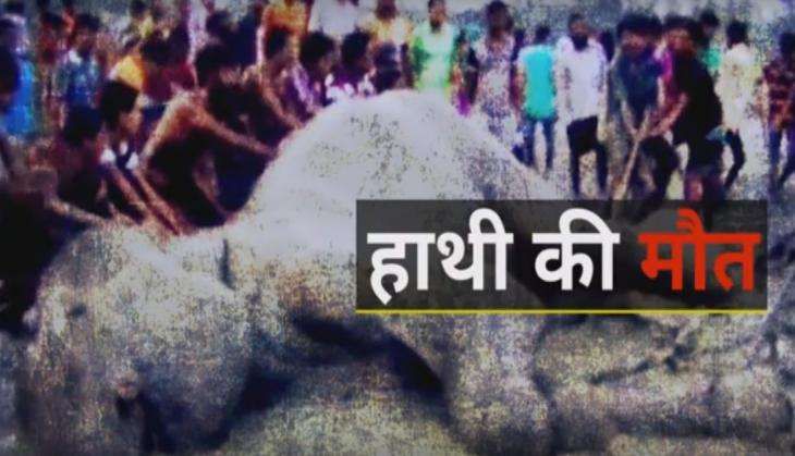 Elephant dies in Bangladesh.jpg