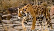 Tigress claims its third victim in 11 days in Dudhwa National Park 