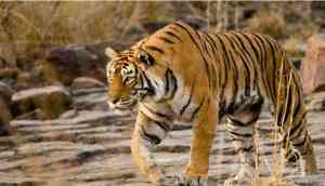 Maharashtra: Tigress kills woman forest officer in Tadoba forest