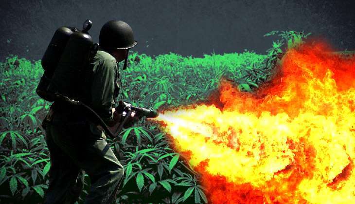 himachalgovtanti-cannabis-lead.jpg