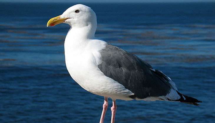 Seagulls do more than just swoop for ice cream