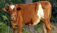 Badri cow, Teressa goat: meet new Indian breeds of livestock 