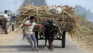 उत्तर प्रदेश की गन्ना सियासत भी देश की सियासत की तरह ही झूठ-सच घालमेल है 