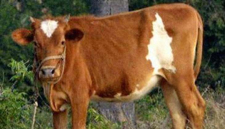 livestock-lead-uttarakhand-badri-cow-in-nbagr-list-1469773673