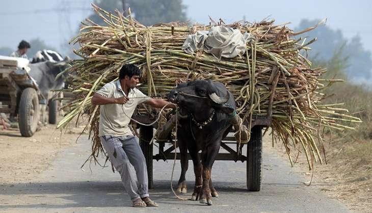 sugarcane