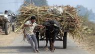Bitter reality: Modi is wrong, sugar mill owners are taking farmers for a ride 