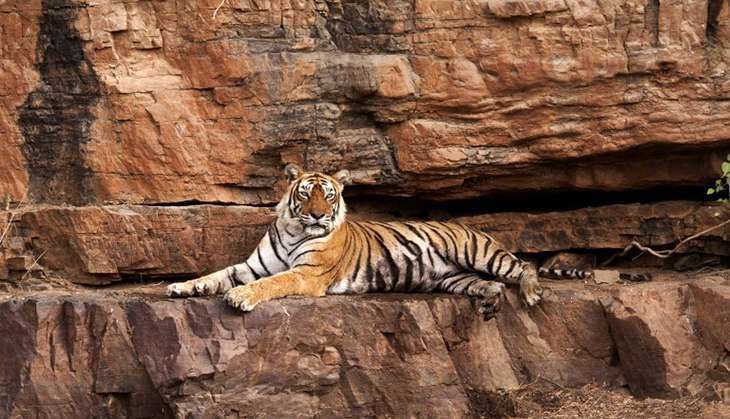 wild-life-lead-000-f77tf.jpg